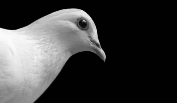 Niedliche Weiße Taube Nahaufnahme Auf Dem Dunklen Hintergrund — Stockfoto