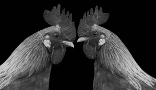 Porträt Zweier Hühnerköpfe Auf Schwarzem Hintergrund — Stockfoto