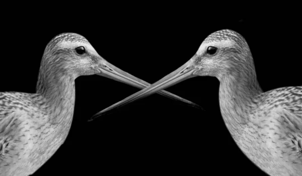 Due Carino Bella Coppia Godwit Birds Primo Piano Nero Sfondo — Foto Stock