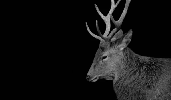 驚くべきビッグアントラーズ鹿顔上の黒の背景 — ストック写真