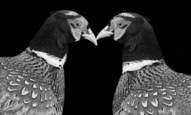 Koyu Arkaplanda Güzel İki Sülün Kuş Portresi