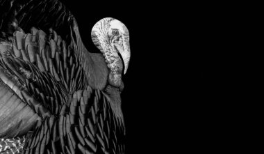 Siyah ve Beyaz Hindi Tehlikeli Yüz