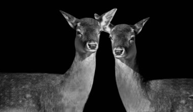 Vahşi Çift Geyiği Siyah Arkaplanda Güzel Çiftler