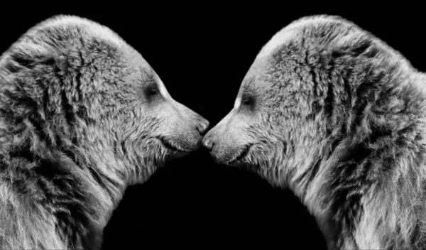 Dois Urso Close Fundo Preto — Fotografia de Stock