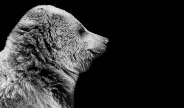 Stor Grizzlybjörn Söt Ansikte Den Svarta Bakgrunden — Stockfoto