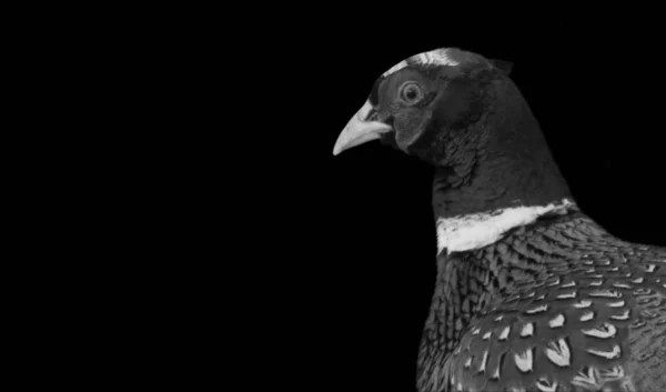 Schöne Ringneck Fasane Vogel Nahaufnahme Gesicht Auf Dem Schwarzen Hintergrund — Stockfoto