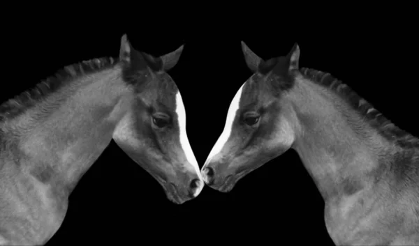 Two Baby Horse Fun Together On The Black Background