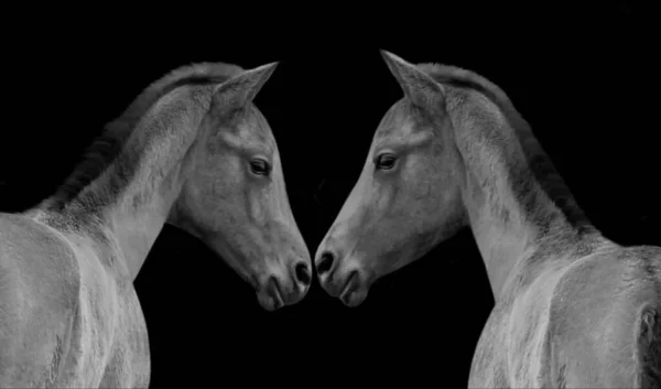 黒い背景にかわいい顔をした2頭の馬 — ストック写真