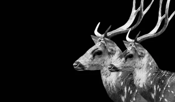 闇の背景に2匹の鹿の肖像 — ストック写真