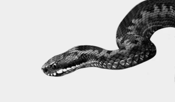 Dangerous Black Poison Snake Closeup Face — Stock Photo, Image