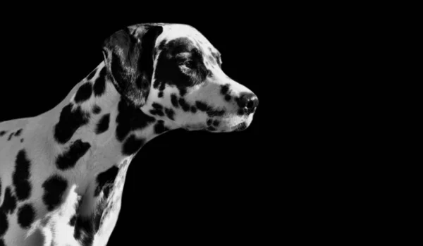 Siyah Lekeler Siyah Arkaplanda Dalmaçyalı Köpek Yüzü