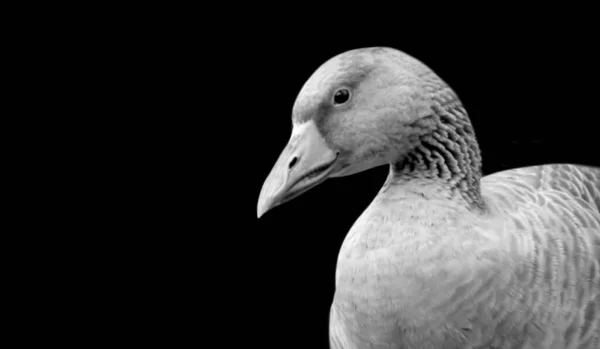 Schwarzes Und Weißes Gänsegesicht — Stockfoto