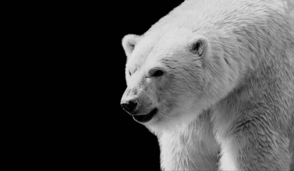 Μεγάλη Πολική Αρκούδα Closeup Πορτρέτο Στο Μαύρο Φόντο — Φωτογραφία Αρχείου
