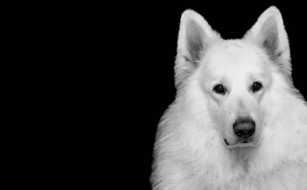 Όμορφο Λευκό Ελβετικό Shepherd Dog Closeup Πρόσωπο Στο Μαύρο Φόντο — Φωτογραφία Αρχείου