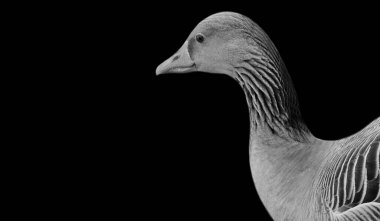 Siyah Arkaplanda Kaz