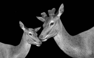 Anne ve Bebek Geyik Yüzlü Siyah Arkaplan