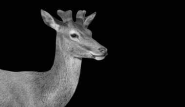 Güzelim Küçük Boynuzlu Berber Geyik Kara Arkaplanda