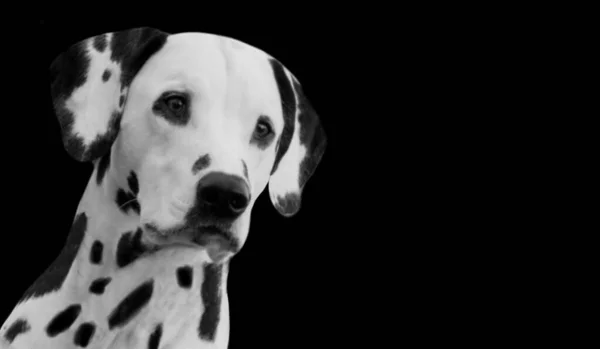 Schöne Gefleckte Dalmatiner Hund Niedliches Gesicht — Stockfoto