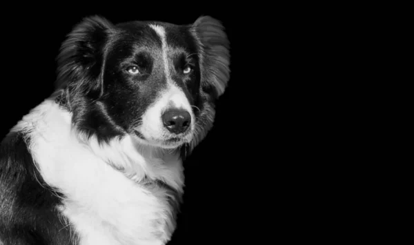 Noir Blanc Frontière Collie Chien Sur Fond Noir — Photo