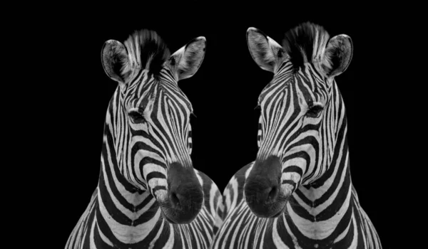 Duas Faces Dianteiras Zebra Fundo Preto — Fotografia de Stock