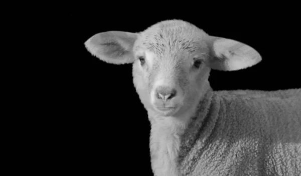 黒い背景で赤ちゃん羊の閉鎖 — ストック写真