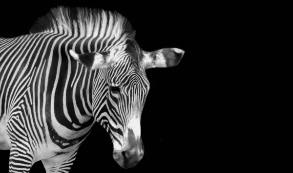 Nieszczęśliwy Zebra Twarz Czarnym Tle — Zdjęcie stockowe