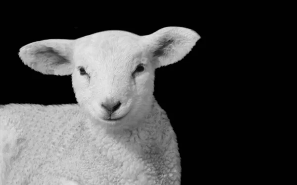 Beautiful Baby Sheep Cute Face — Stock Photo, Image