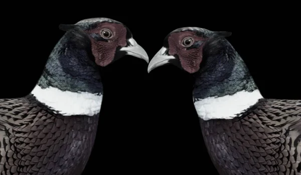 Siyah Arkaplanda Öpüşen Güzel Yüzük Boynlu Sülün — Stok fotoğraf