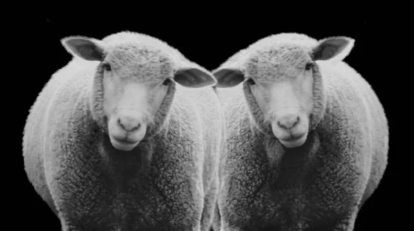 黒の背景に立つ2匹のかわいい面白い羊 — ストック写真