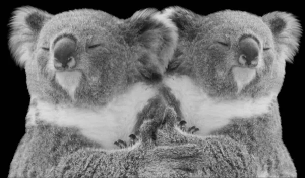 Dos Lindo Koala Oso Abrazo Uno Con Otro — Foto de Stock