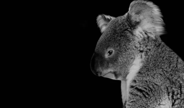 Infelice Carino Koala Sfondo Nero — Foto Stock