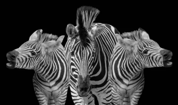 Três Zebras Rugem Fundo Preto — Fotografia de Stock
