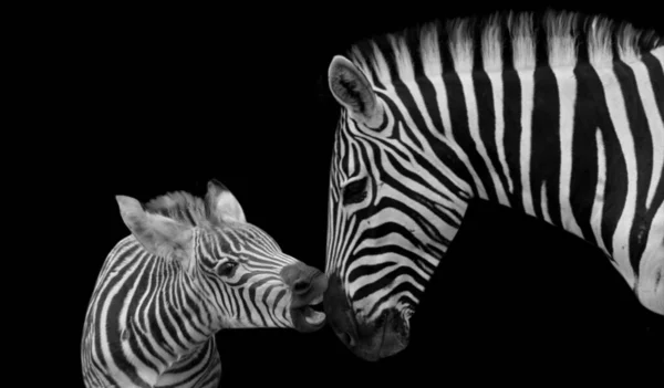 Bebê Zebra Tentar Beijar Sua Mãe Fundo Preto — Fotografia de Stock