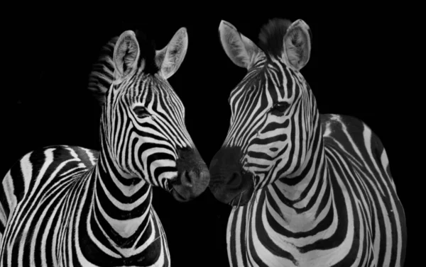 Zebras Beijando Fundo Preto — Fotografia de Stock