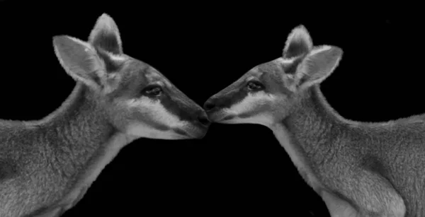 Δύο Ζευγάρι Καγκουρό Φιλιούνται Μαύρο Φόντο — Φωτογραφία Αρχείου