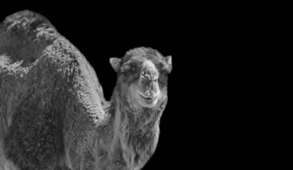 Baktrisches Kamel Lächelt Auf Schwarzem Hintergrund — Stockfoto
