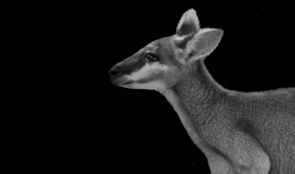 Kangaroo กบนพ นหล — ภาพถ่ายสต็อก