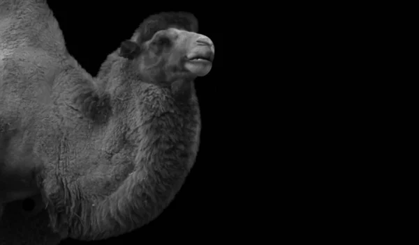 Gros Cheveux Bactrian Camel Sur Fond Noir — Photo