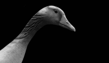 Mutlu Kaz Kaz Gülüşü Yakından Gülümseyen Yüz