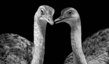 Siyah Arkaplanda İki Uzun Boyun Devekuşu