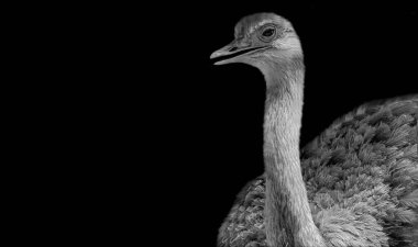 Büyük Devekuşu Kapalı Yüzü Karanlık Arkaplanda