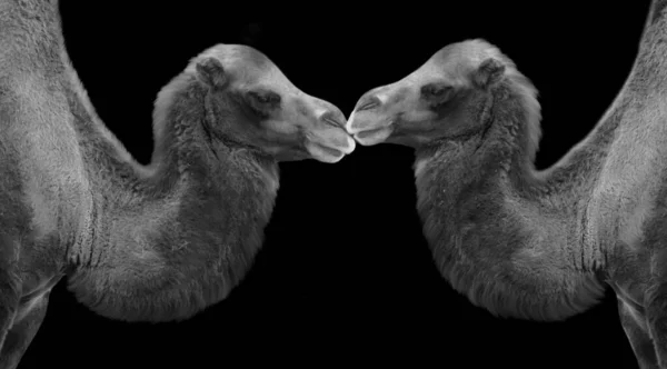 Två Bactrian Kamel Kyss Svart Bakgrund — Stockfoto