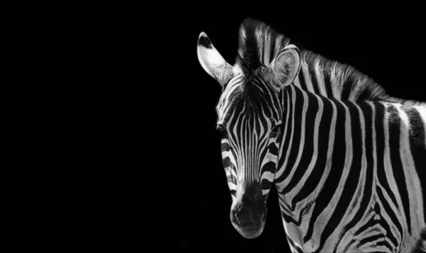 Smutna Zebra Zbliżenie Twarz Czarnym Tle — Zdjęcie stockowe