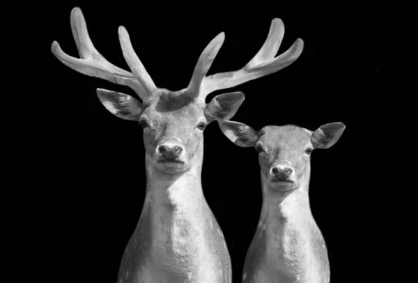 Πατέρας Και Μωρό Deer Closeup Κεφάλι Σκούρο Φόντο — Φωτογραφία Αρχείου