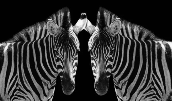 Dois Triste Casal Zebra Closeup Face — Fotografia de Stock