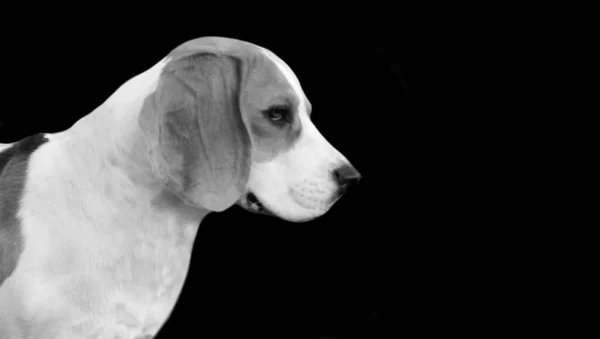 Kis Beagle Dog Face Fekete Háttér — Stock Fotó