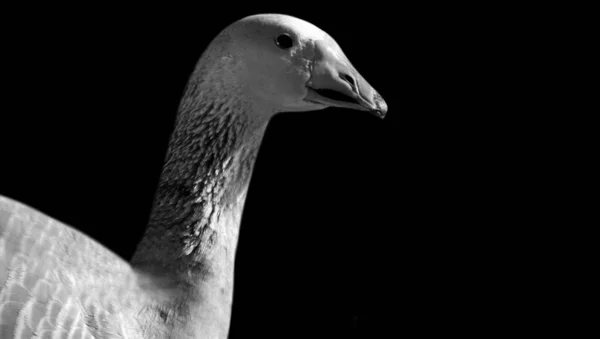 Gänsevogel Aggressives Gesicht Vor Dunklem Hintergrund — Stockfoto