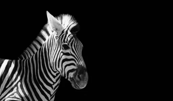 Belle Zèbre Noir Blanc Mignon Visage — Photo