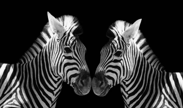 Tvillinger Zebras Closeup Face Svart Bakgrunn – stockfoto