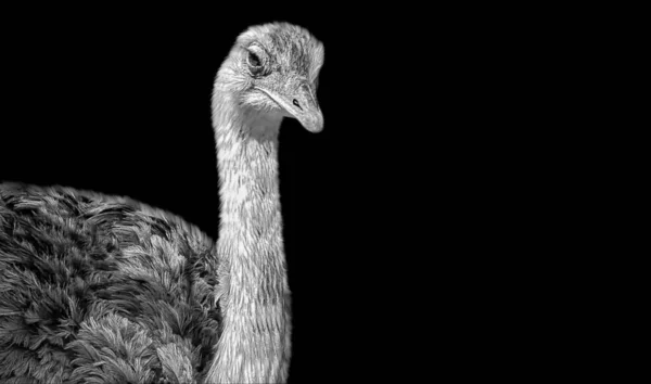 Чорний Білий Довгий Шиї Ostrich Птах Голова Чорному Тлі — стокове фото